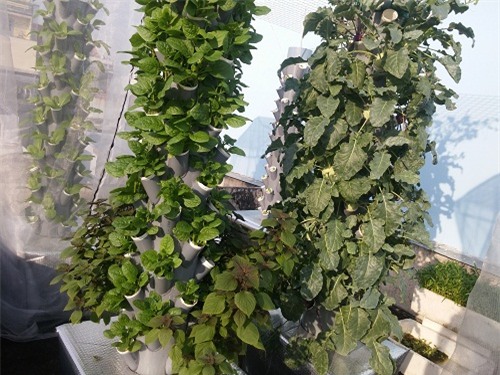 ong bo sai thanh trong rau sach kieu moi - vua nhieu ma chang ton dien tich - 2