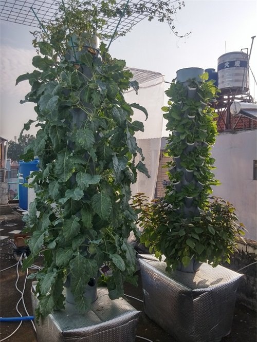 ong bo sai thanh trong rau sach kieu moi - vua nhieu ma chang ton dien tich - 4