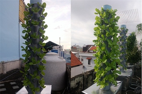 ong bo sai thanh trong rau sach kieu moi - vua nhieu ma chang ton dien tich - 7