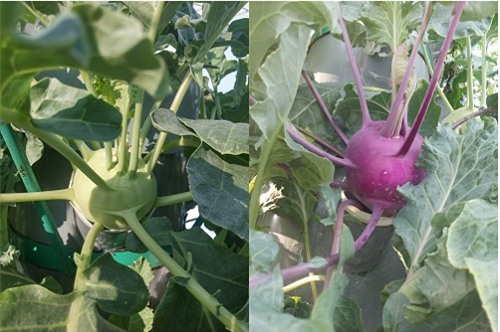 ong bo sai thanh trong rau sach kieu moi - vua nhieu ma chang ton dien tich - 8