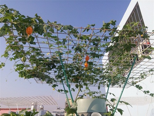 ong bo sai thanh trong rau sach kieu moi - vua nhieu ma chang ton dien tich - 9