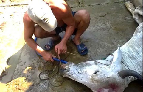 bơm nước vào trâu bò, bơm tạp chất vào tôm, tăng trọng lượng, bơm nước tăng trọng lượng, chất kháng sinh, chất cấm, chất tạo nạc thịt lợn, dư lượng thuốc bảo vệ thực vật