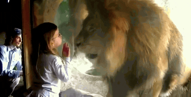 Đến ngày khó ở, sư tử đực "hồn nhiên" tấn công nhân viên vườn thú
