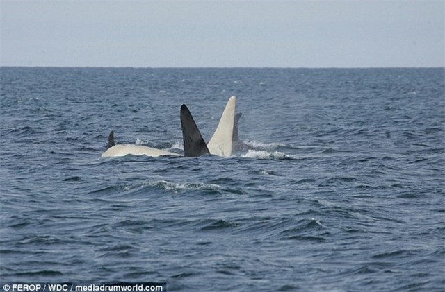 ca voi sat thu bach tang toan than cuc hiem xuat hien hinh anh 3