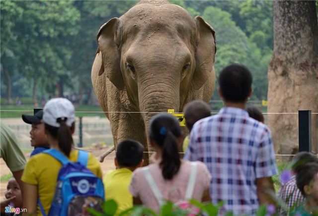 Vuon thu, pho di bo Ha Noi dong nghet nguoi ngay nghi le hinh anh 5