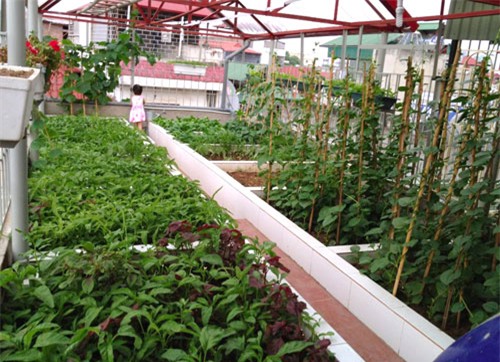 trồng rau trên sân thượng, trồng rau sạch. vườn rau trên sân thượng, xây bồn trồng rau, chi 100 triệu trồng rau sạch