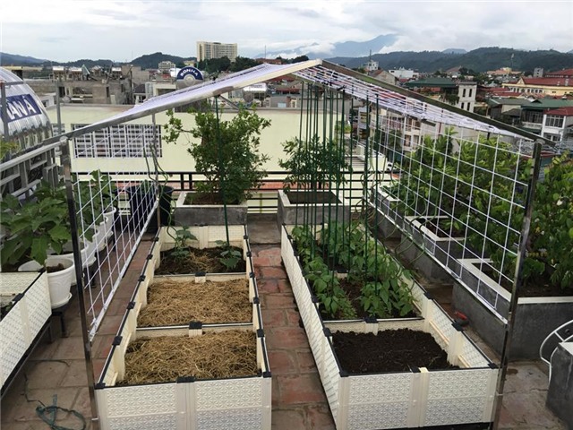 trồng rau trên sân thượng, trồng rau sạch. vườn rau trên sân thượng, xây bồn trồng rau, chi 100 triệu trồng rau sạch