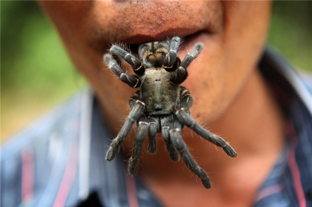 nhên, đặc sản nhện nướng, đặc sản nhện chiên giòn, nhên campuchia