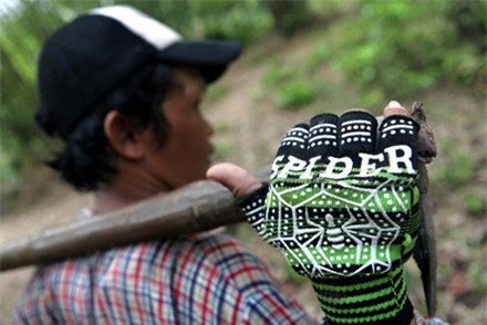 nhên, đặc sản nhện nướng, đặc sản nhện chiên giòn, nhên campuchia