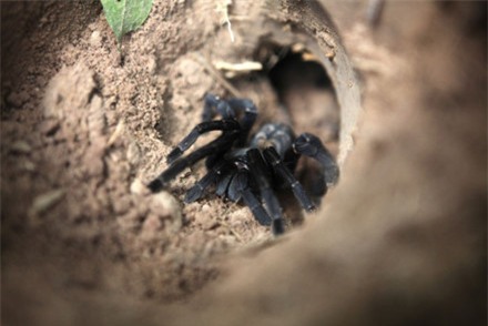 nhên, đặc sản nhện nướng, đặc sản nhện chiên giòn, nhên campuchia