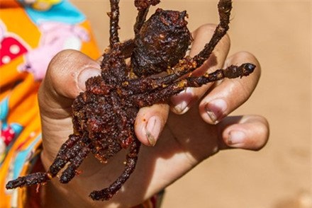 nhên, đặc sản nhện nướng, đặc sản nhện chiên giòn, nhên campuchia