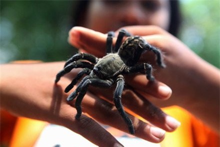 nhên, đặc sản nhện nướng, đặc sản nhện chiên giòn, nhên campuchia