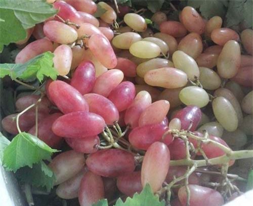 nho Trung Quốc, nho Ninh Thuận, hoa quả Tàu