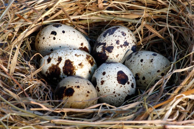 Những tác dụng không ngờ của trứng cút - Ảnh 4.