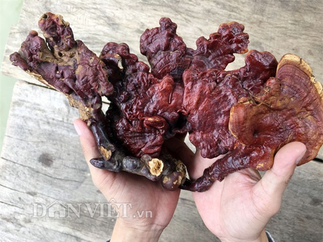 hiem hang, nam lim xanh doi gia tren 2 trieu dong/kg hinh anh 1