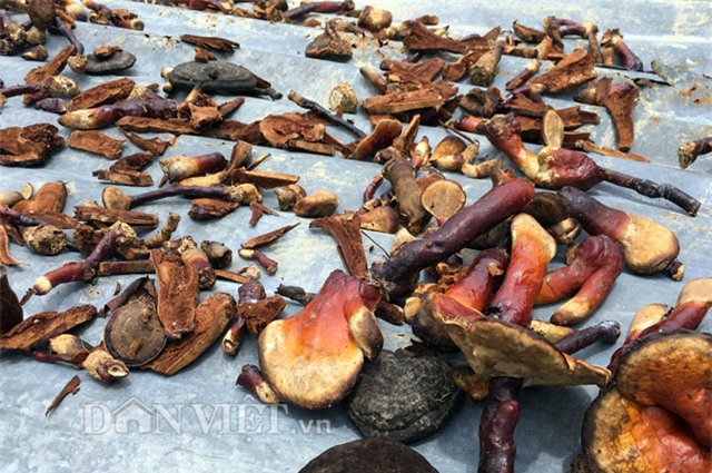 hiem hang, nam lim xanh doi gia tren 2 trieu dong/kg hinh anh 3