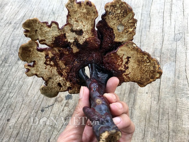 hiem hang, nam lim xanh doi gia tren 2 trieu dong/kg hinh anh 5