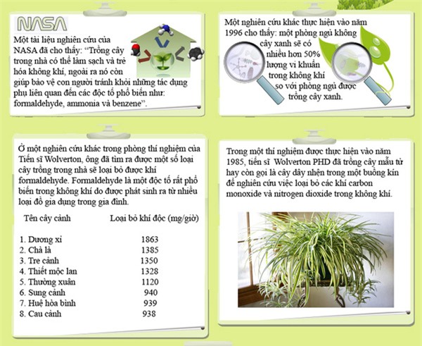 7 loại cây lọc thanh không khí nên trồng trong nhà để hỗ trợ sức khỏe - Ảnh 1.