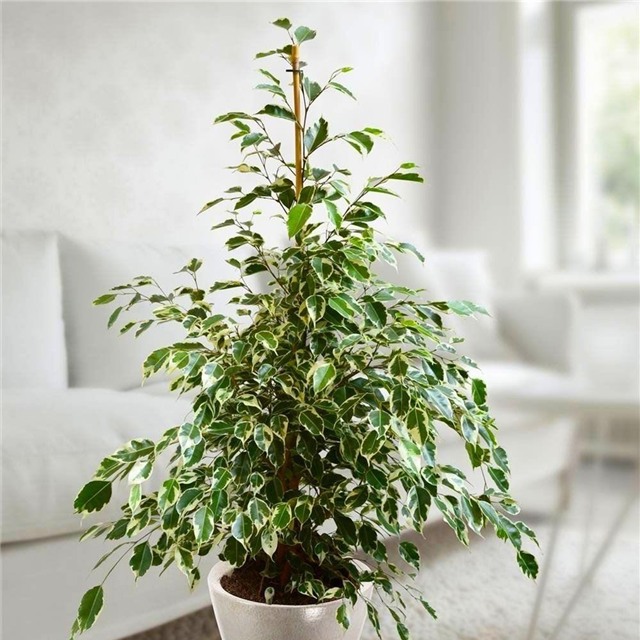 7 loại cây lọc thanh không khí nên trồng trong nhà để hỗ trợ sức khỏe - Ảnh 2.