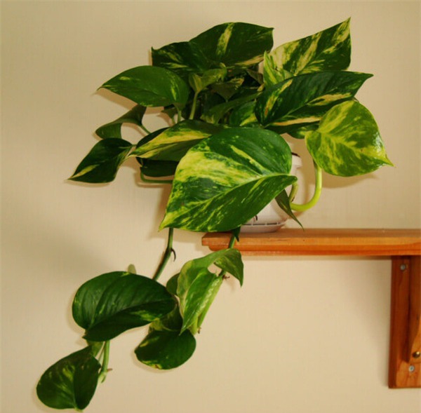 7 loại cây lọc thanh không khí nên trồng trong nhà để hỗ trợ sức khỏe - Ảnh 3.