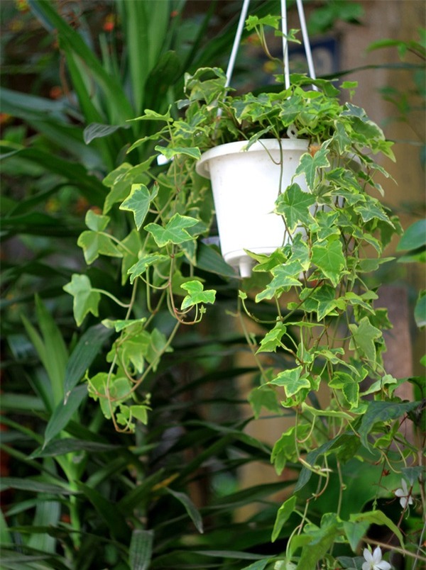 7 loại cây lọc thanh không khí nên trồng trong nhà để hỗ trợ sức khỏe - Ảnh 4.