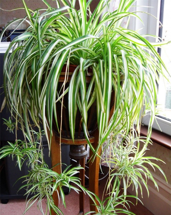 7 loại cây lọc thanh không khí nên trồng trong nhà để hỗ trợ sức khỏe - Ảnh 7.