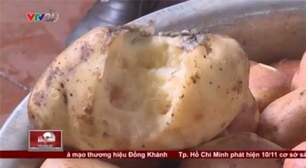 Hành phi, khoai tây, thối rữa, mọc mầm, ung thư, hành khô, hành ta, hành Tàu, hành tỏi, gia vị, Trung Quốc