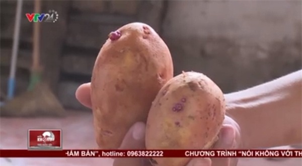 Hành phi, khoai tây, thối rữa, mọc mầm, ung thư, hành khô, hành ta, hành Tàu, hành tỏi, gia vị, Trung Quốc