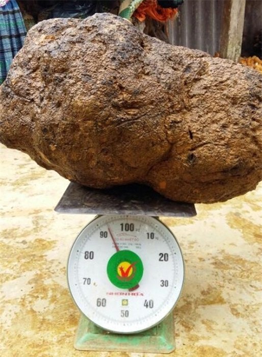 nấm u, giá tiền triệu, chữa bệnh, ung thư, thần dược