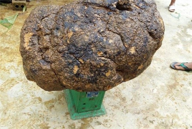 nấm u, giá tiền triệu, chữa bệnh, ung thư, thần dược