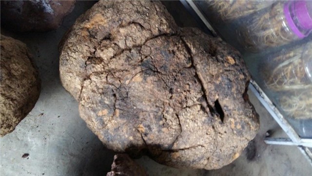 nấm u, giá tiền triệu, chữa bệnh, ung thư, thần dược