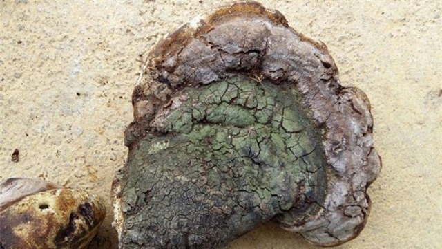 nấm u, giá tiền triệu, chữa bệnh, ung thư, thần dược