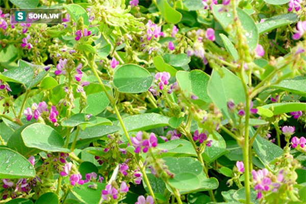 Dược liệu quý khắc tinh của sỏi thận mọc hoang trong vườn nhà bạn - Ảnh 1.