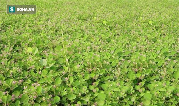 Dược liệu quý khắc tinh của sỏi thận mọc hoang trong vườn nhà bạn - Ảnh 2.