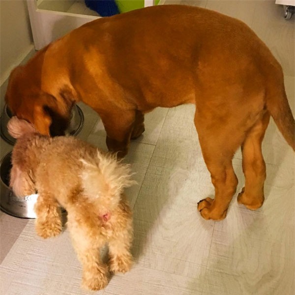 Messi thảnh thơi thư giãn bên chó cưng khổng lồ - Ảnh 7.