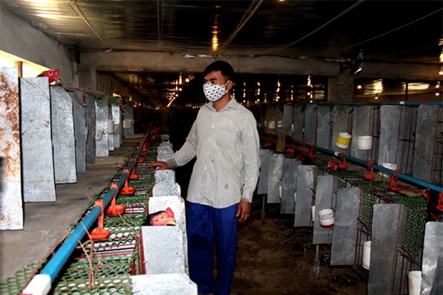 doc dao cach nuoi ga sinh san kiem 4 ty dong/nam hinh anh 2