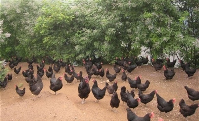 trứng gà vỏ xanh, trứng gà lạ, xuất hiện trứng gà vỏ xanh, trứng gà, trứng gà cao cấp