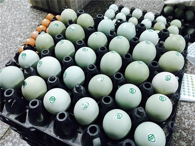 trứng gà vỏ xanh, trứng gà lạ, xuất hiện trứng gà vỏ xanh, trứng gà, trứng gà cao cấp