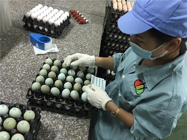 trứng gà vỏ xanh, trứng gà lạ, xuất hiện trứng gà vỏ xanh, trứng gà, trứng gà cao cấp