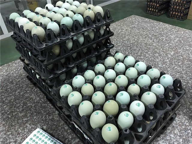 trứng gà vỏ xanh, trứng gà lạ, xuất hiện trứng gà vỏ xanh, trứng gà, trứng gà cao cấp