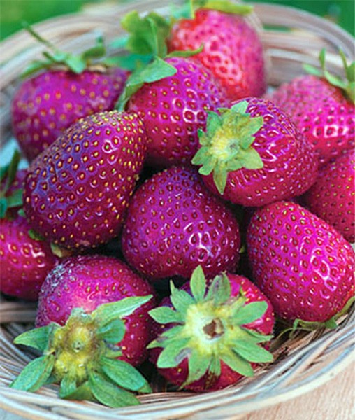 dau tay la sieu ngot, cang chin cang... tim hinh anh 12