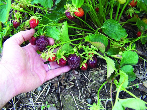 dau tay la sieu ngot, cang chin cang... tim hinh anh 2