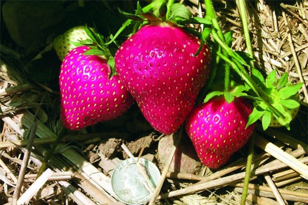 dau tay la sieu ngot, cang chin cang... tim hinh anh 4