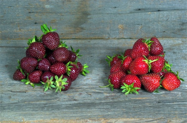 dau tay la sieu ngot, cang chin cang... tim hinh anh 9