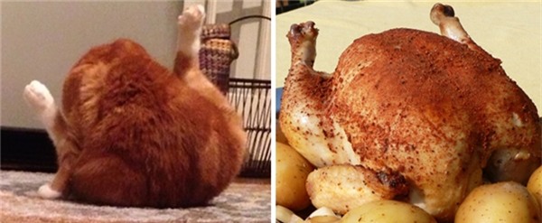 Tư thế trong lúcvệ sinh thân thể khiến chú mèo nhìn không khác gì một chú gà 