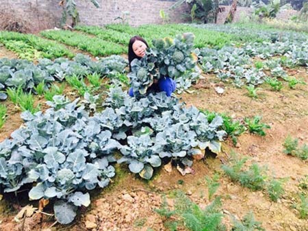 bỏ việc lương trăm triệu, trồng rau, nuôi lợn, nuôi gà, rau sạch, thực phẩm an toàn, sân thượng, ban công, thực phẩm bẩn, ung thư