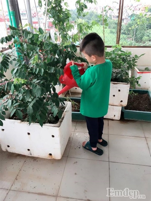 bỏ việc lương trăm triệu, trồng rau, nuôi lợn, nuôi gà, rau sạch, thực phẩm an toàn, sân thượng, ban công, thực phẩm bẩn, ung thư