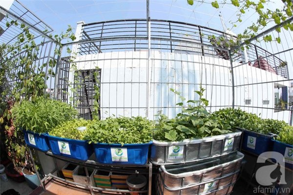 bỏ việc lương trăm triệu, trồng rau, nuôi lợn, nuôi gà, rau sạch, thực phẩm an toàn, sân thượng, ban công, thực phẩm bẩn, ung thư