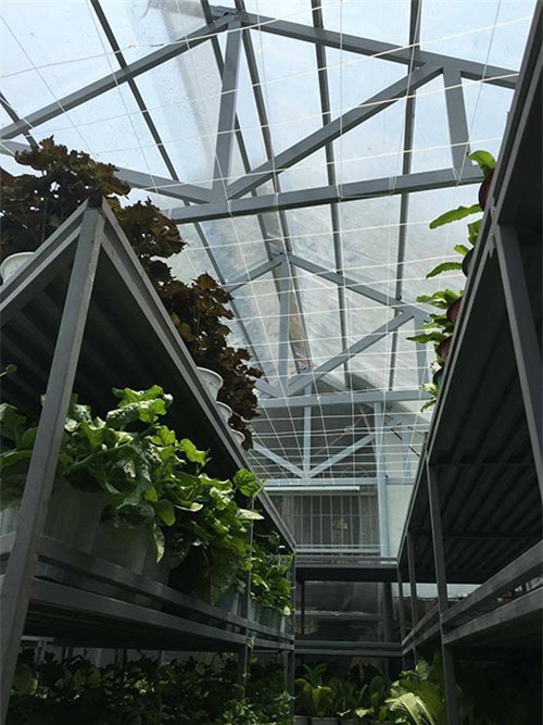 bỏ việc lương trăm triệu, trồng rau, nuôi lợn, nuôi gà, rau sạch, thực phẩm an toàn, sân thượng, ban công, thực phẩm bẩn, ung thư