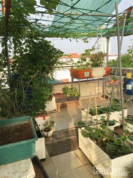 bỏ việc lương trăm triệu, trồng rau, nuôi lợn, nuôi gà, rau sạch, thực phẩm an toàn, sân thượng, ban công, thực phẩm bẩn, ung thư